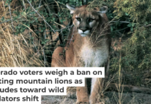 In Colorado, many people run, bike and climb in mountain lion habitat. DEA/ C. Dani I. Jeske/De Agostini via Getty Images